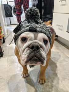 Cute English Bulldog in Hat