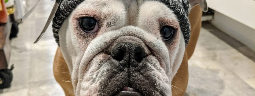 Cute English Bulldog in Hat